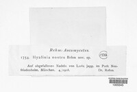 Sarcotrochila alpina image